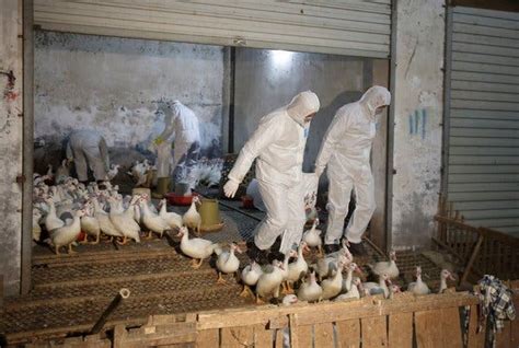 Rise In Bird Flu Cases In China Stokes Worry Before Peak Travel Time