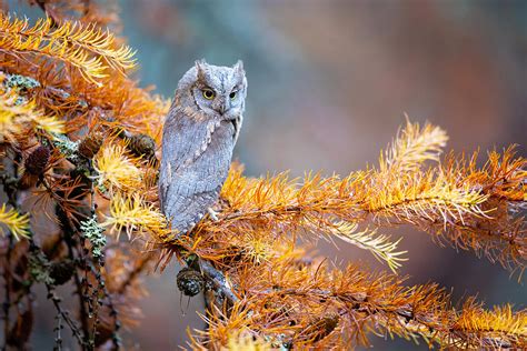 Eurasian Scops Owl Photograph by Milan Zygmunt