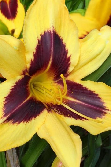 Buy Bold One Daylily Free Shipping Wilson Bros Gardens Gallon Pot