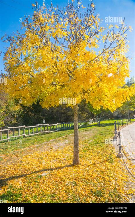 Deciduous Tree In Autumn Stock Photo Alamy