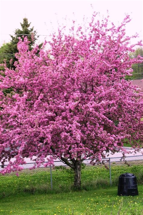 Crabapple tree in full bloom by Shadyman on deviantART | Crabapple tree ...