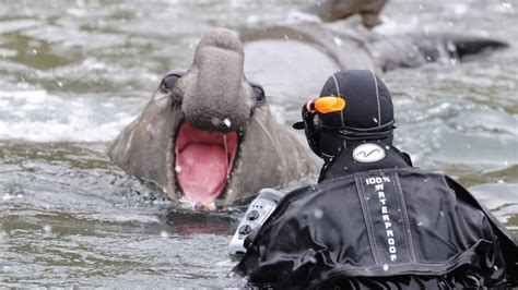 As The Earth Warms Canadian Photographer Paul Nicklen Brings Climate