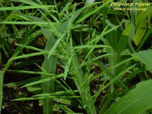 Paspalum Repens Photos ISB Atlas Of Florida Plants ISB Atlas Of