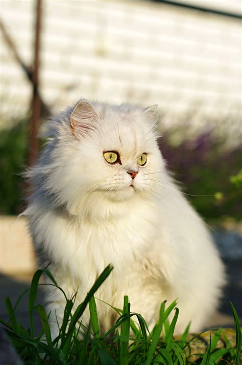 Persian Breeders — Registered Pets