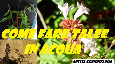 Come Fare Talee In Acqua Riproduzione Abelia Grandiflora E Phlox Per