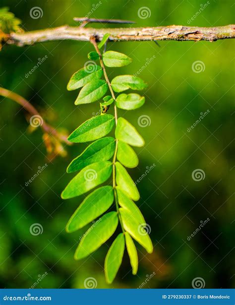 A leaf of the acacia tree stock image. Image of yellow - 279230337