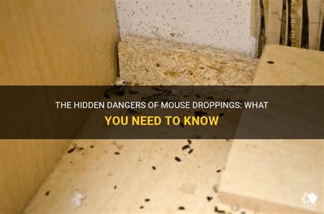 The Hidden Dangers Of Mouse Droppings: What You Need To Know | PetShun