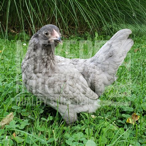 Assorted Guinea Hatching Eggs Dozen