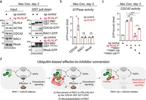 Monoubiquitylation Of Pak1 Restricts Cdc42 Signaling A Klhl4 Depletion Download Scientific