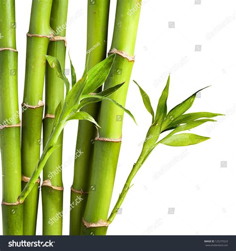 Fresh Bamboo On White Background Stock Photo 125275523 Shutterstock