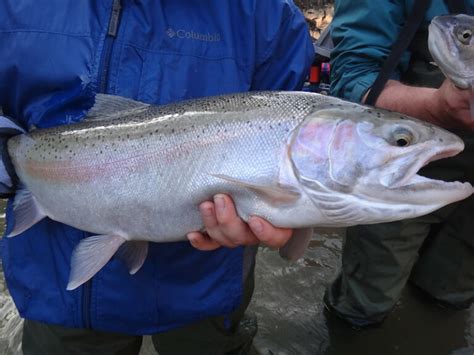 Crooked Creek Steelhead Fishing Pennsylvania State 2024