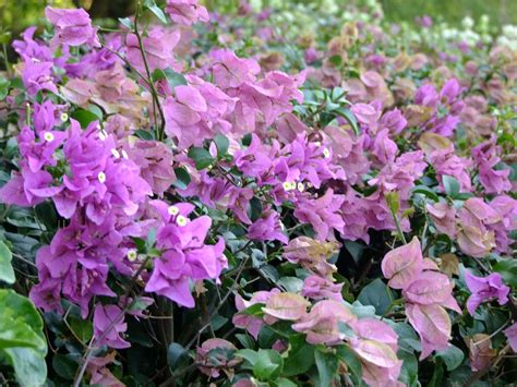 Бугенвиллея замечательная :: Описание, лечебные свойства и ...