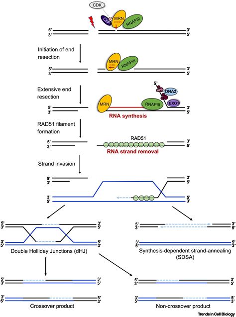 Rna Polymerase Iii Directly Participates In Dna Homologous Recombination Trends In Cell Biology