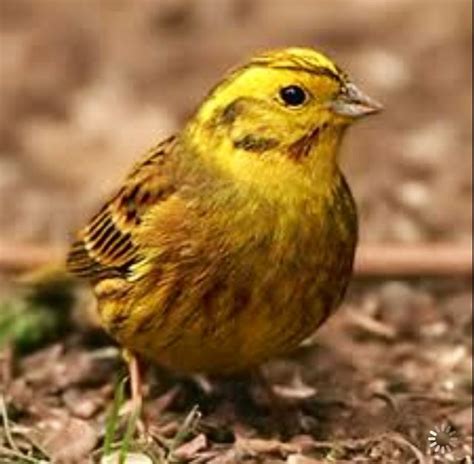 Alabama State Bird - Yellow Hammer | ALABAMA!!!!!!!! | Pinterest