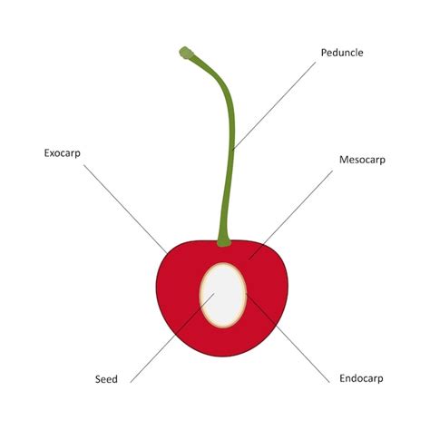 Premium Vector | Drupe fruit diagram cherry drupe