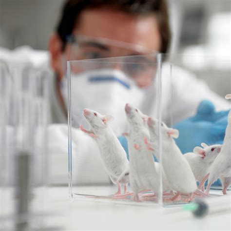 Lab mice make poor models for real-world immune systems - Cosmos Magazine