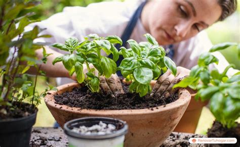 Cómo plantar albahaca 9 tutoriales para cultivar la planta en casa