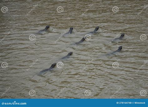 A Family of Otters Swimming in the River Stock Photo - Image of ...