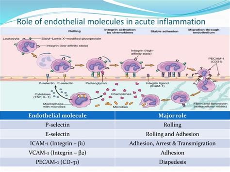 Acute Inflammation