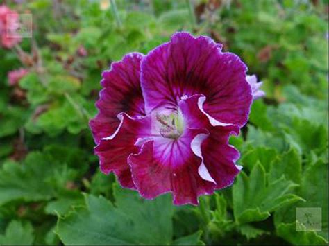 Raritäten Gärtnerei - Garten Jan - Rosenpelargonie - Pelargonium 'Noel ...