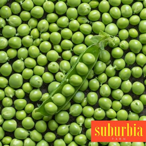 Jual 10 Biji Benih Kacang Kapri Bibit Kacang Polong Indonesia Shopee