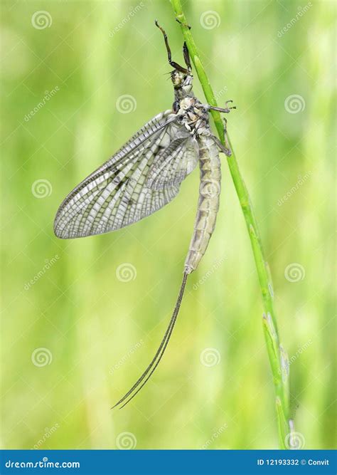 Mayfly on grass stock photo. Image of grass, outdoor - 12193332