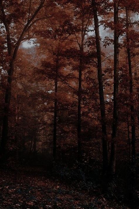 Aesthetic | Autumn | Brown eyes aesthetic, Dark autumn, Fall pictures