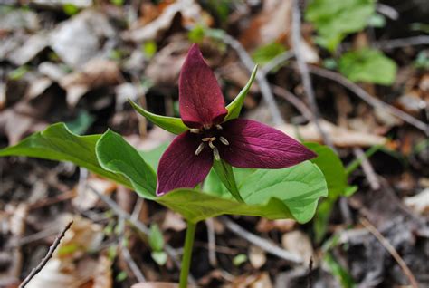 West Virginia Native Wildflowers The Big Year 2013 Wild Wonderful