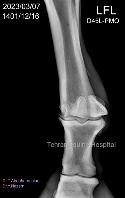 Degenerative joint disease in fetlock joint – Tehran Equine Hospital