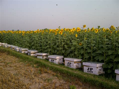 SUNNY BEE FARM