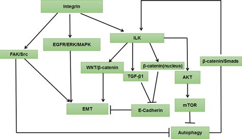 The Integrin Signaling Pathway Regulated Autophagy And Emt