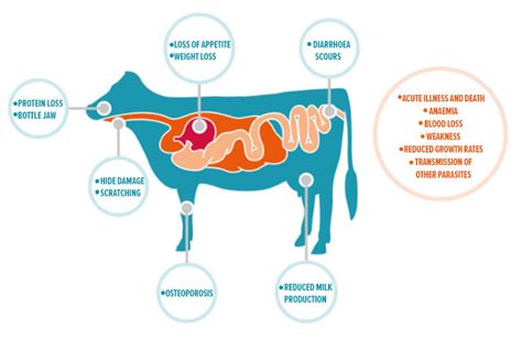 Types of Parasites | Zoetis AU