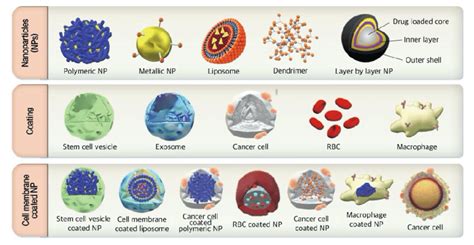 General Scheme Of Membrane Coated Nanoparticles NPs Different Source