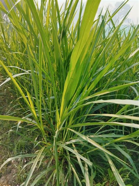 Napier Grass Cultivation Methods And Nutritional Properties 1 Introduction Of Grass Varieties 2