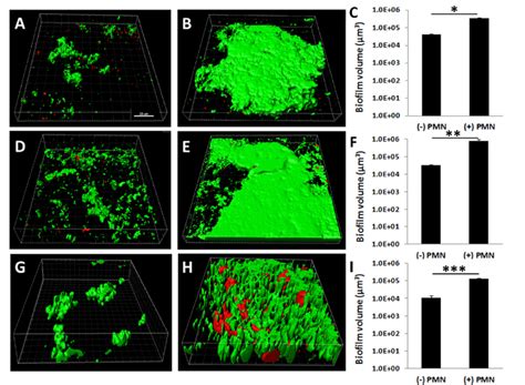 3D modeling of Gram-negative biofilms. Volumetric reconstruction with ... 