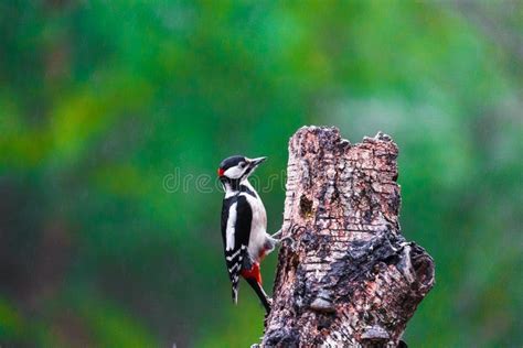 Great Spotted And Gray Headed Woodpeckers In A Spring Forest Stock