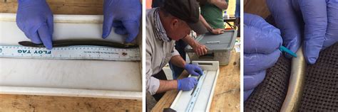 American eel measurement and tagging | FWS.gov