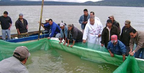 Siembran 100 mil crías de Pez Blanco en el Lago de Pátzcuaro Atiempo