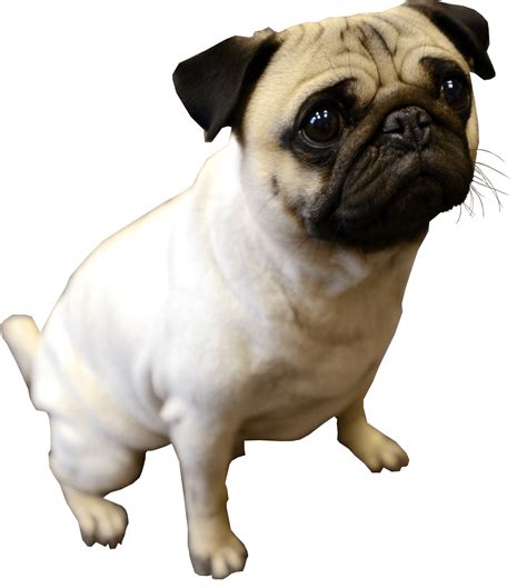 Cute Pug Png Photo Png All