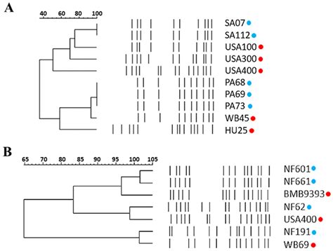 Pulsed Field Gel Electrophoresis PFGE Of The SmaI Fragmented Genomic