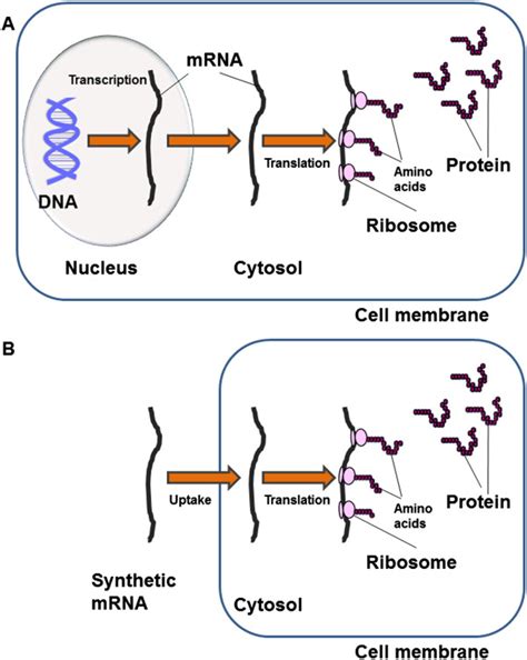 Synthesis Of Proteins In The Cells A Natural Pathway Genetic Code Of