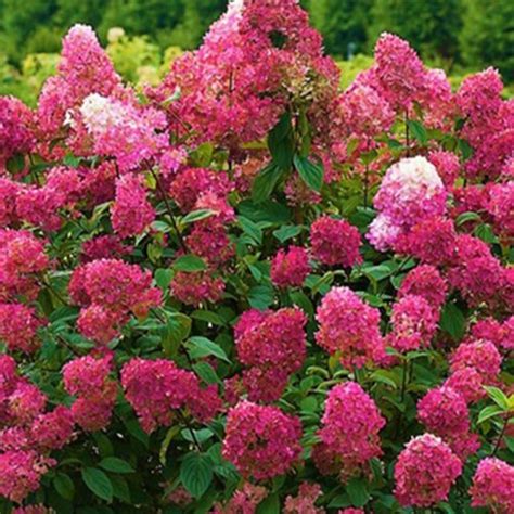 Hydrangea Paniculata Wims Red Fuglebjerggaard Netbutik Nordic Seed