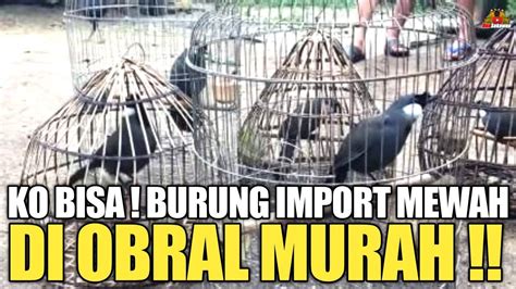 KO BISA BURUNG IMPORT SUPER MEWAH DI JUAL MURAH NEMU BAHAN RASA