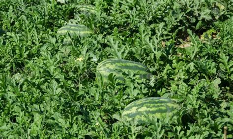 Farmer's Guide: Watermelon Spacing-Give Them Room To Grow! - TheSpy