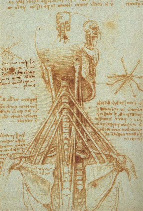 Leonardo Da Vinci Human