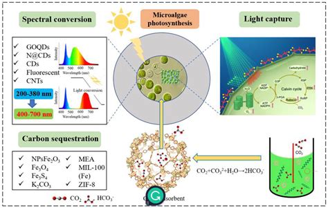 Materials Promote Photosynthesis In Microalgae By Spectral Conversion Download Scientific