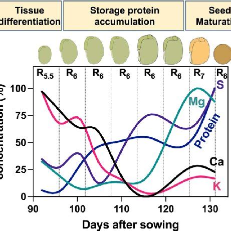 Schematic Representation Of The Relative Concentration Of Storage