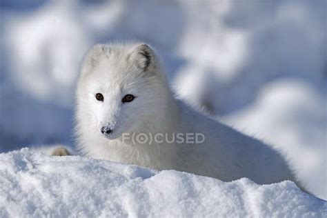 Arctic Fox Exploring Fresh Snow — natural, artistic - Stock Photo | #164924894