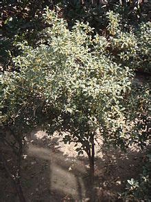 Osmanthus fragrans - Wikipedia