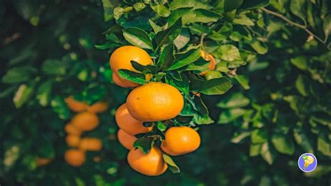 Culture Des Mandarines De La Graine La R Colte